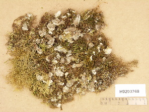  (Peltigera - H9203768)  @11 [ ] Copyright (2012) Diana Weckman Botanical Museum, Finnish Museum of Natural History, University of Helsinki