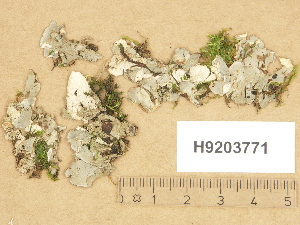  ( - H9203771)  @11 [ ] Copyright (2012) Diana Weckman Botanical Museum, Finnish Museum of Natural History, University of Helsinki