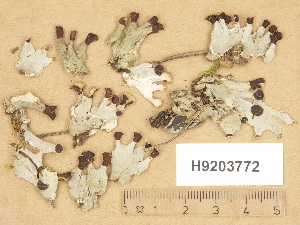  (Peltigera didactyla - H9203772)  @11 [ ] Copyright (2012) Diana Weckman Botanical Museum, Finnish Museum of Natural History, University of Helsinki
