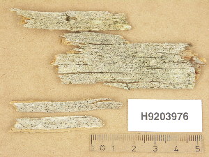  (Calicium glaucellum - H9203976)  @11 [ ] Copyright (2013) Diana Weckman Botanical Museum, Finnish Museum of Natural History, University of Helsinki