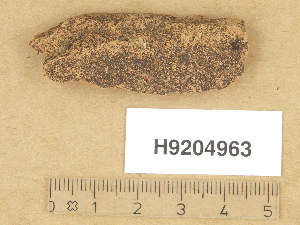  ( - H9204963)  @11 [ ] Copyright (2013) Diana Weckman Botanical Museum, Finnish Museum of Natural History, University of Helsinki
