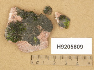  (Verrucaria subfuliginea - H9205809)  @11 [ ] Copyright (2014) Diana Weckman Botanical Museum, Finnish Museum of Natural History, University of Helsinki
