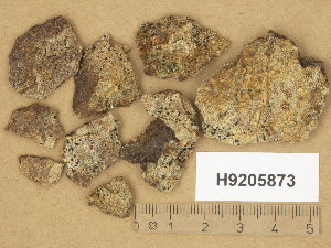  ( - H9205873)  @11 [ ] Copyright (2014) Diana Weckman Botanical Museum, Finnish Museum of Natural History, University of Helsinki