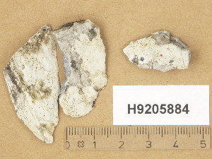  (Hymenelia melanocarpa - H9205884)  @11 [ ] Copyright (2014) Diana Weckman Botanical Museum, Finnish Museum of Natural History, University of Helsinki