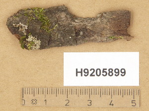  ( - H9205899)  @11 [ ] Copyright (2014) Diana Weckman Botanical Museum, Finnish Museum of Natural History, University of Helsinki