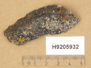  (Diplotomma lutosum - H9205932)  @11 [ ] Copyright (2014) Diana Weckman Botanical Museum, Finnish Museum of Natural History, University of Helsinki