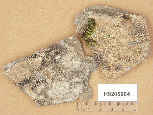  (Hymenelia - H9205964)  @11 [ ] Copyright (2014) Diana Weckman Botanical Museum, Finnish Museum of Natural History, University of Helsinki