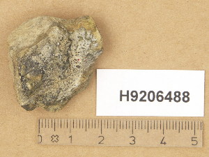  (Aspicilia permutata - H9206488)  @11 [ ] Copyright (2014) Diana Weckman Botanical Museum, Finnish Museum of Natural History, University of Helsinki