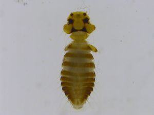 (Colpocephalum nanum - ES0001)  @11 [ ] Unspecified (default): All Rights Reserved  Unspecified Unspecified