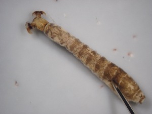  ( - Jari-20110101)  @12 [ ] Unspecified (default): All Rights Reserved  Unspecified Unspecified