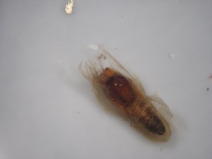  ( - Jari-20110112)  @12 [ ] Unspecified (default): All Rights Reserved  Unspecified Unspecified