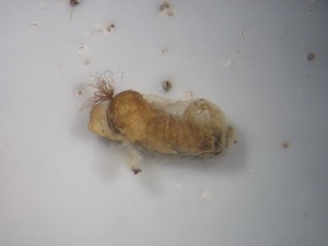  ( - Jari-20110136)  @12 [ ] Unspecified (default): All Rights Reserved  Unspecified Unspecified
