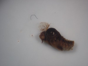  (Metacnephia sp - Jari-20110151)  @11 [ ] Unspecified (default): All Rights Reserved  Unspecified Unspecified