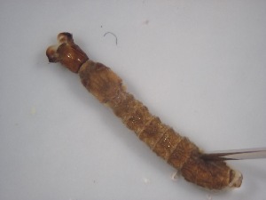  ( - Jari-20110155)  @12 [ ] Unspecified (default): All Rights Reserved  Unspecified Unspecified