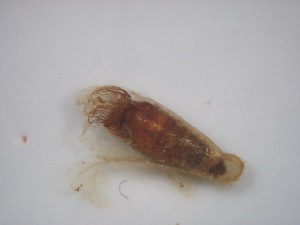  ( - Jari-20110158)  @12 [ ] Unspecified (default): All Rights Reserved  Unspecified Unspecified