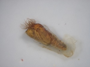  ( - Jari-20110159)  @12 [ ] Unspecified (default): All Rights Reserved  Unspecified Unspecified