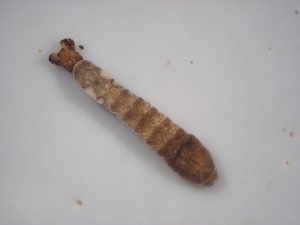  ( - Jari-20110166)  @12 [ ] Unspecified (default): All Rights Reserved  Unspecified Unspecified
