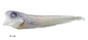  (Pseudophycis breviuscula - IMOSLarvalFish4)  @11 [ ] CreativeCommons  - Attribution Non-Conmmercial Share-Alike (2021) Unspecified CSIRO Australian National Fish Collection