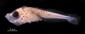  (Platycephalus richardsoni - IMOSLarvalFish206)  @11 [ ] CreativeCommons  - Attribution Non-Conmmercial Share-Alike (2021) Unspecified CSIRO Australian National Fish Collection