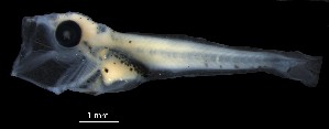  (Dinolestidae - IMOSLarvalFish90)  @11 [ ] CreativeCommons  - Attribution Non-Conmmercial Share-Alike (2021) Unspecified CSIRO Australian National Fish Collection
