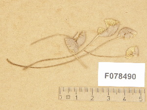  (Mycena phyllogena - F078490)  @11 [ ] Copyright (2014) Diana Weckman Botanical Museum, Finnish Museum of Natural History, University of Helsinki