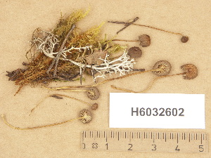  (Mycena clavicularis - H6032602)  @11 [ ] Copyright (2012) Diana Weckman Botanical Museum, Finnish Museum of Natural History, University of Helsinki