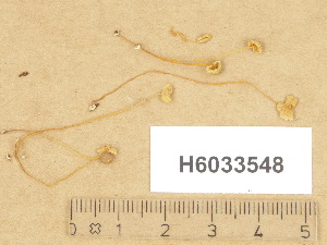  (Mycena stylobates - H6033548)  @11 [ ] Copyright (2012) Diana Weckman Botanical Museum, Finnish Museum of Natural History, University of Helsinki