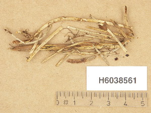  ( - H6038561)  @11 [ ] Copyright (2013) Diana Weckman Botanical Museum, Finnish Museum of Natural History, University of Helsinki