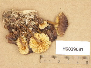  (Mycena flavipes - H6039081)  @11 [ ] Copyright (2013) Diana Weckman Botanical Museum, Finnish Museum of Natural History, University of Helsinki