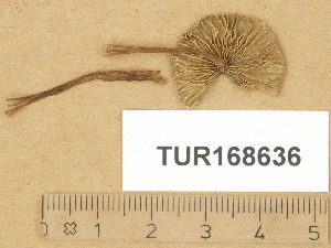  (Mycena tristis - TUR168636)  @11 [ ] Copyright (2014) Diana Weckman Botanical Museum, Finnish Museum of Natural History, University of Helsinki