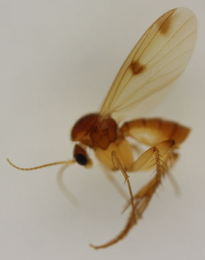  (Mycetophila abbreviata - MZH_HP.1797)  @11 [ ] CreativeCommons - Attribution Non-Commercial No Derivatives (2013) Hanna Koivula Finnish Museum of Natural History