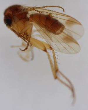  (Mycetophila pictula - MZH_HP.1844)  @12 [ ] CreativeCommons - Attribution Non-Commercial No Derivatives (2013) Hanna Koivula Finnish Museum of Natural History