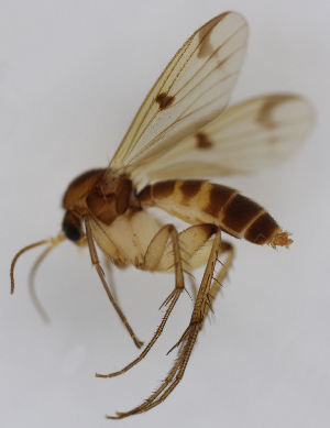  (Mycetophila trinotata - MZH_HP.1865)  @13 [ ] CreativeCommons - Attribution Non-Commercial No Derivatives (2013) Hanna Koivula Finnish Museum of Natural History