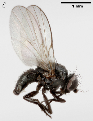  (Melanagromyza pubescens - MZH_HP.2339)  @11 [ ] CreativeCommons - Attribution Non-Commercial No Derivatives (2014) Hanna Koivula Finnish Museum of Natural History