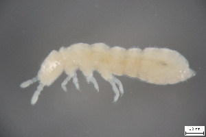  (Protaphorura armata - FINCO-2020-0329)  @11 [ ] by-nc (2021) Inkeri Markkula University of Turku