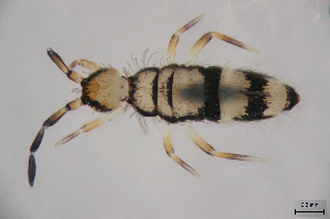  (Entomobrya corticalis - FINCO-2020-0392)  @11 [ ] by-nc (2021) Inkeri Markkula University of Turku