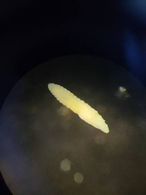  (Henlea sp - FINEN-017)  @11 [ ] CreativeCommons - Attribution Share-Alike (2025) Unspecified Natural Resources Institute Finland