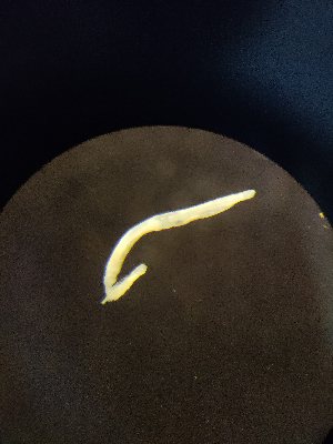  (Enchytraeus buchholzi - FINEN-024)  @11 [ ] CreativeCommons - Attribution Share-Alike (2025) Unspecified Natural Resources Institute Finland