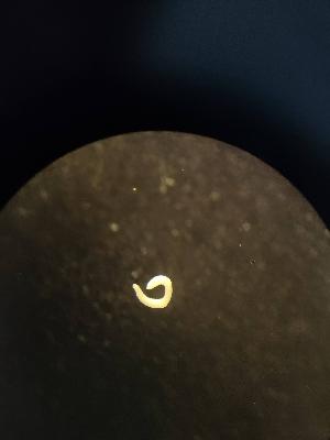  (Henlea andreae - FINEN-028)  @11 [ ] CreativeCommons - Attribution Share-Alike (2025) Unspecified Natural Resources Institute Finland