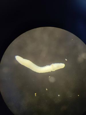  ( - FINEN-034)  @11 [ ] CreativeCommons - Attribution Share-Alike (2025) Unspecified Natural Resources Institute Finland