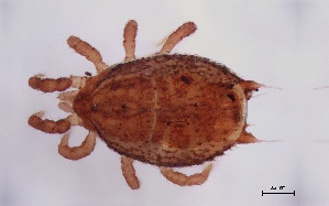  ( - FINME-20160093)  @11 [ ] Copyright (2016) R. Penttinen Zoological Museum, University of Turku