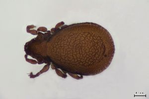 ( - FINOR-20120682)  @11 [ ] Copyright (2016) R. Penttinen Zoological Museum, University of Turku
