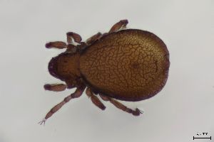  ( - FINOR-20120683)  @11 [ ] Copyright (2016) R. Penttinen Zoological Museum, University of Turku