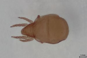  ( - FINOR-20120734)  @11 [ ] Copyright (2016) R. Penttinen Zoological Museum, University of Turku