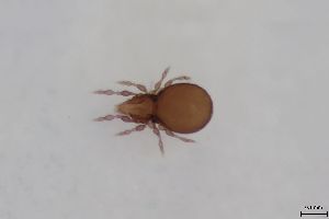  ( - FINOR-20120756)  @11 [ ] Copyright (2016) R. Penttinen Zoological Museum, University of Turku