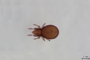  ( - FINOR-20120757)  @11 [ ] Copyright (2016) R. Penttinen Zoological Museum, University of Turku