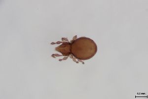  ( - FINOR-20120758)  @11 [ ] Copyright (2016) R. Penttinen Zoological Museum, University of Turku
