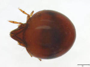  (Liacaridae - FINOR-20120052)  @14 [ ] Copyright (2012) R. Penttinen 2012