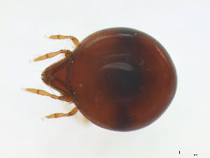  (Liacaridae - FINOR-20120055)  @14 [ ] Copyright (2012) R. Penttinen 2012