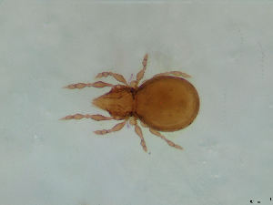  ( - FINOR-20120146)  @11 [ ] Copyright (2012) R. Penttinen Zoological Museum, University of Turku